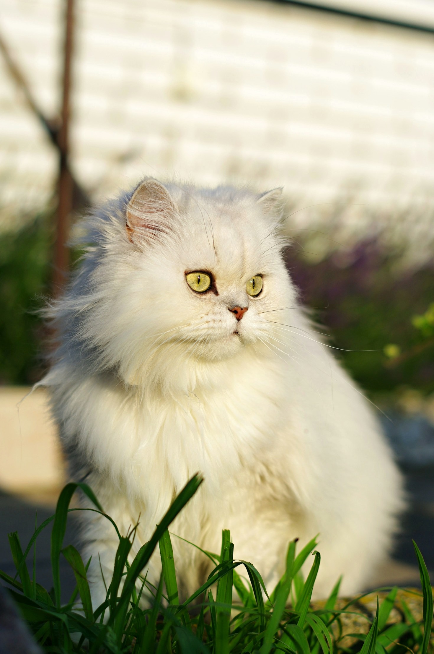 Breeding Healthy and Happy Exotic Shorthairs
