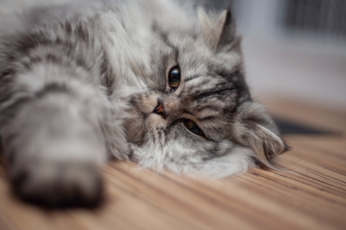 The History and Heritage of Persian Cats
