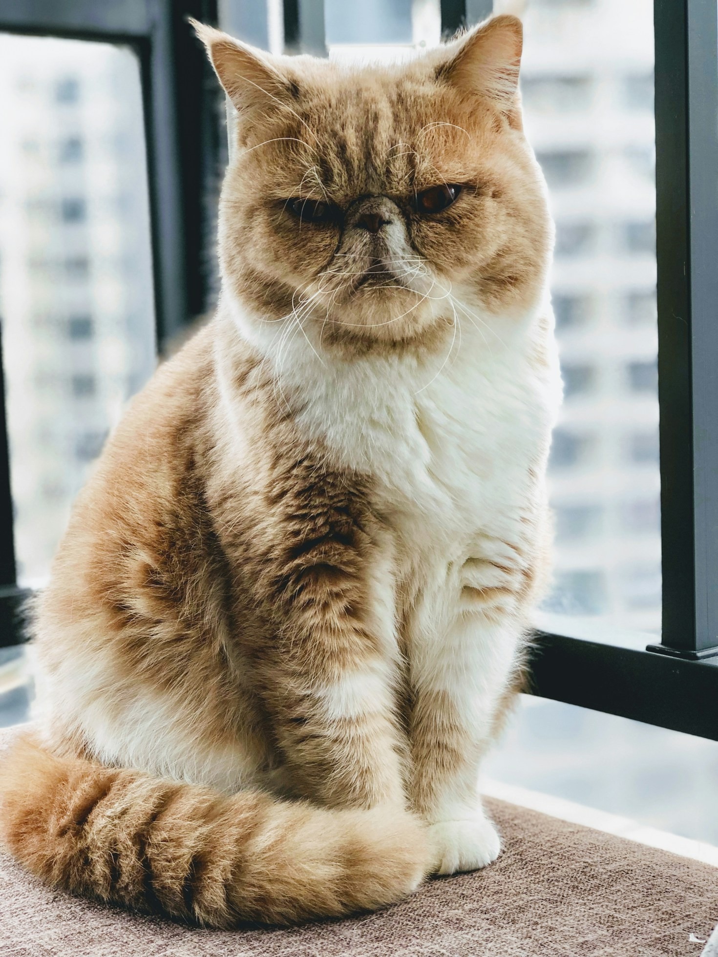 What to Look for in a Responsible Cattery